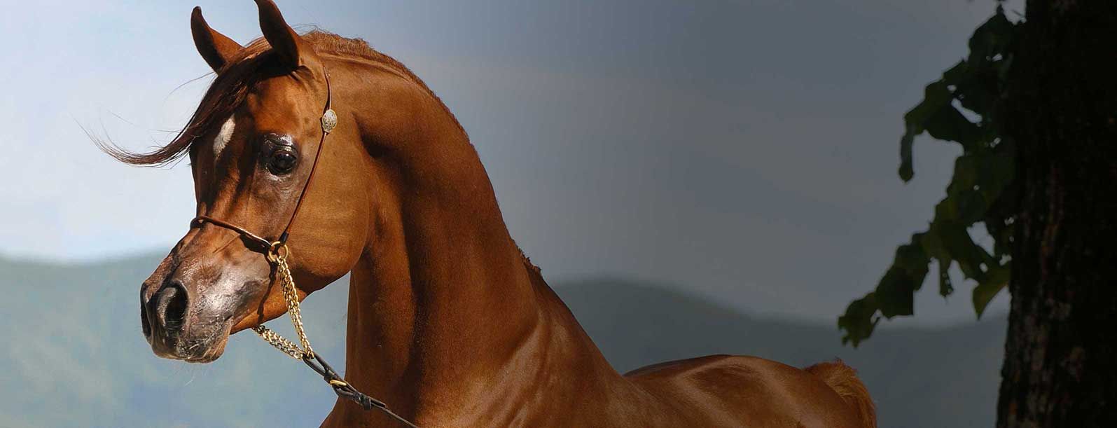 Arabian Horse Frasera